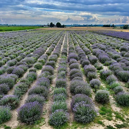 Lawendowe Zdroje Czerniejewo
