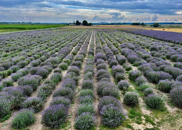 Lawendowe Zdroje Czerniejewo